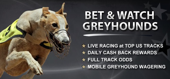 Offers For Greyhound Racing 